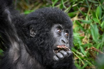 3 Days Uganda Budget Gorilla Safari