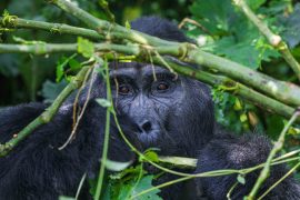 4 days Congo gorilla trekking with chimpanzee