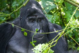 7 Days Congo Gorilla trekking and Nyiragongo