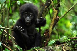 5 Days Rwanda Gorllas and Chimpanzee tracking Safari