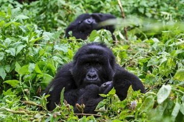 2 Days Rwanda Gorilla trekking Safari