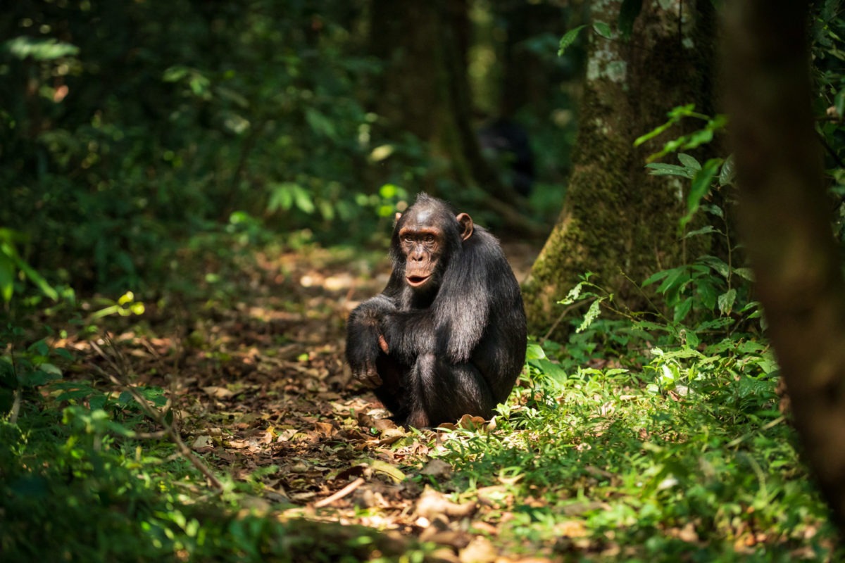 Chimpanzee tracking Safari