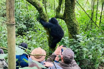 4 days Luxury Gorilla Trekking Safari