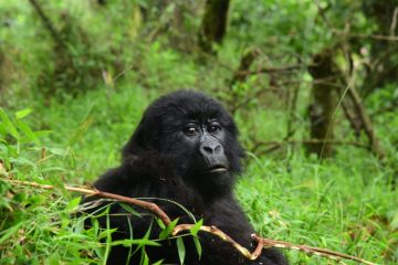 6 Days Rwanda and Uganda Gorilla trekking Safari