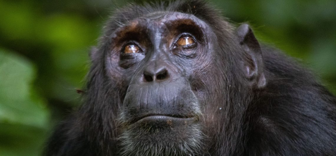 Chimpanzee trekking locations in Uganda