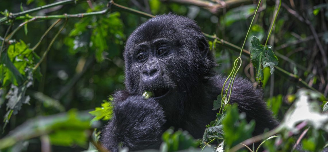 3 Days Uganda Budget Gorilla Safari