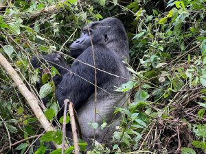 3 Days Congo Lowland Gorilla trekking Safari