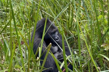 3 Days Congo Lowland Gorilla trekking Safari