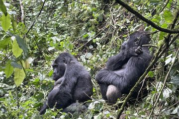 6 days eastern and lowland gorilla safari