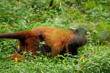 Golden Monkey Habituation