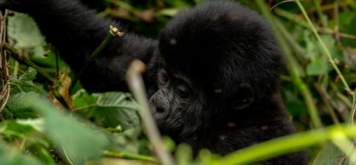 rwanda gorilla trekking cost, Gorilla Trekking Rwanda, Uganda Gorilla Trekking Cost