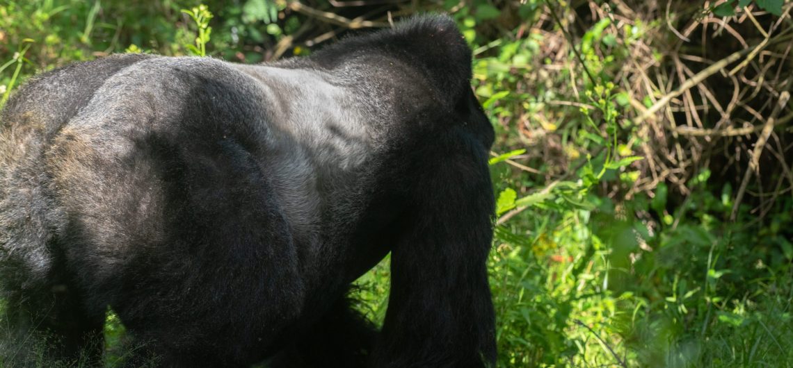 Gorilla Trekking Safaris, Gorilla Tours