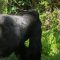 Gorilla Trekking Safaris, Gorilla Tours