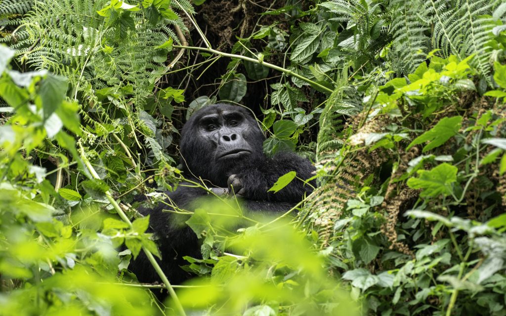 Gorilla Trekking Ruhija and Ruhija Sector 