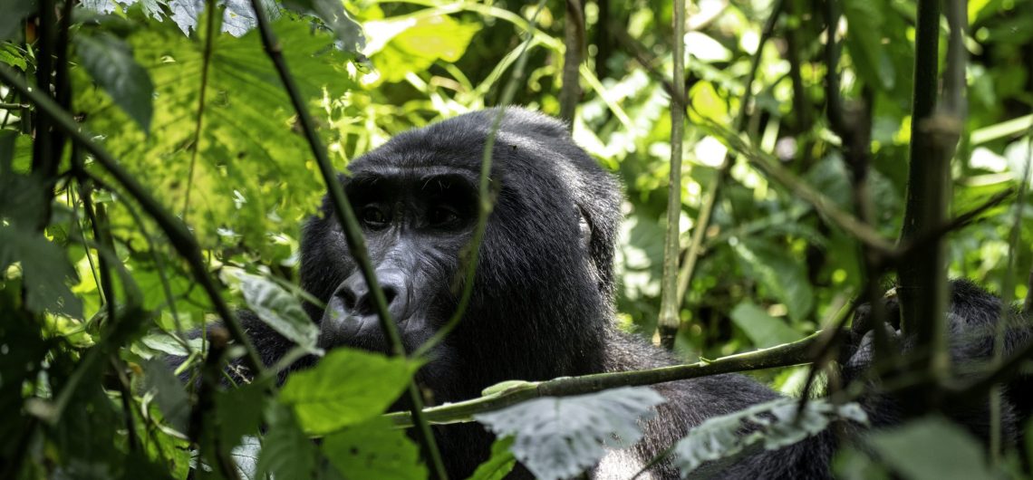 Uganda Gorilla Trekking.